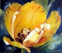 Yellow Tulip 